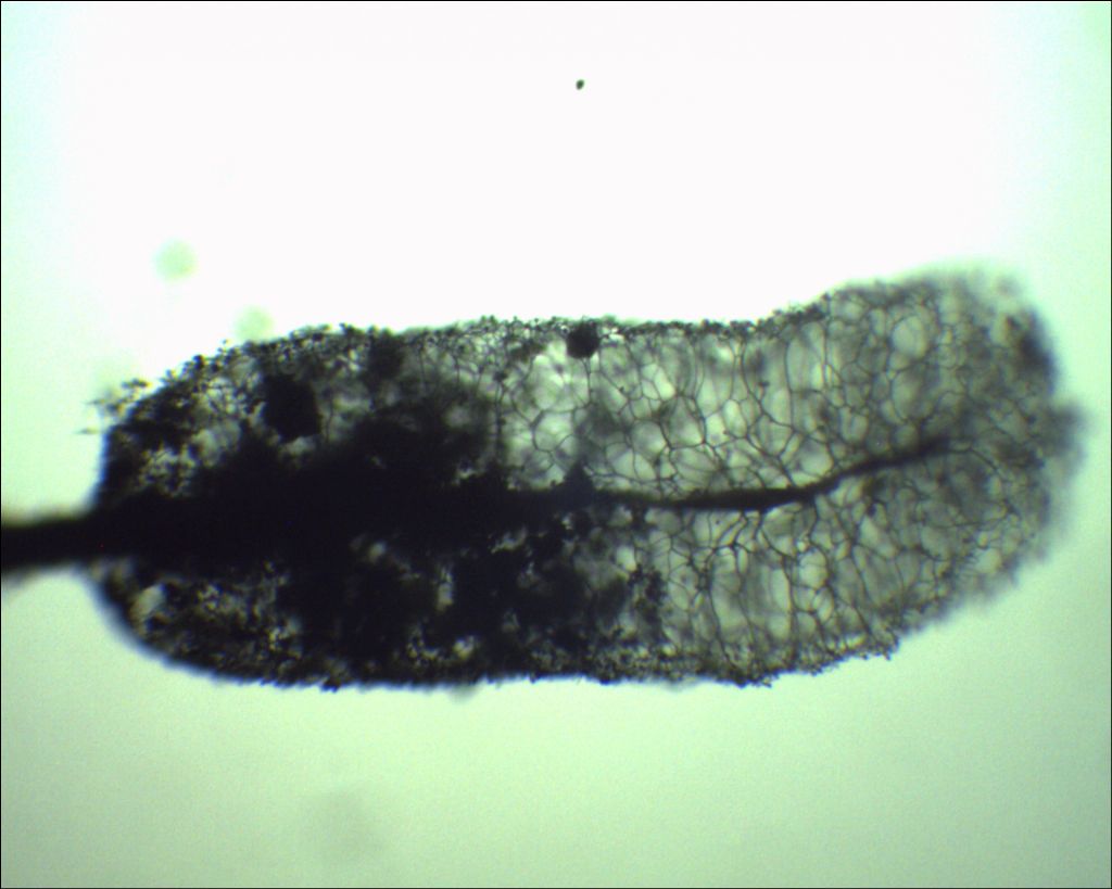 Comatricha o Stemonitopsis?